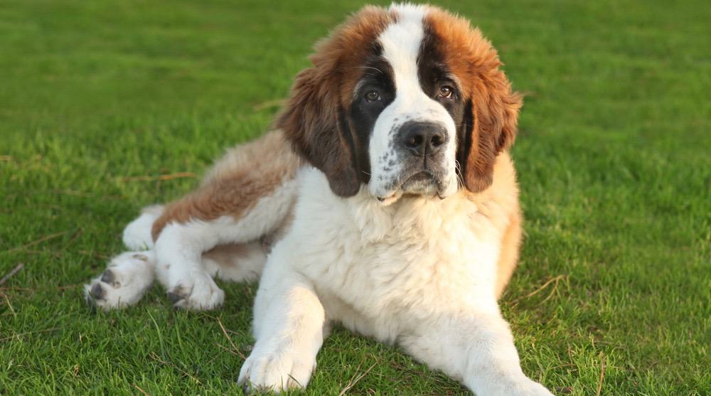 St Bernard Feeding