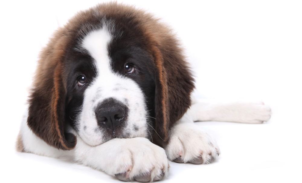 St Bernard Puppy Feeding Schedule