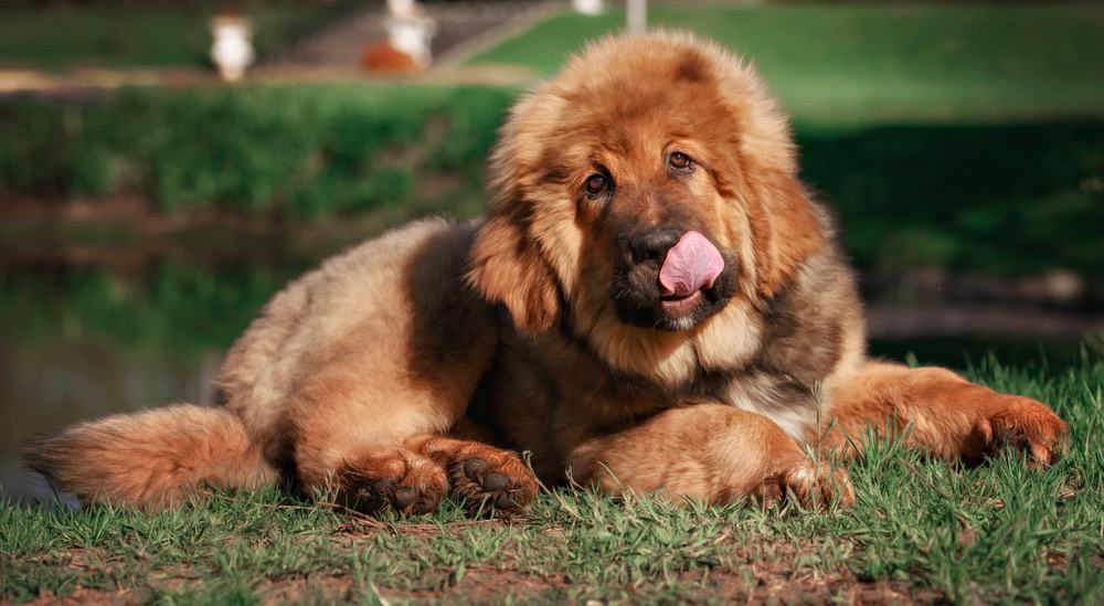 Tibetan Mastiff Development