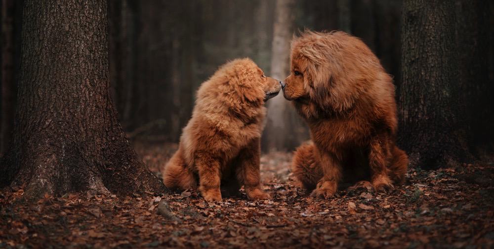 Tibetan Mastiff Diet