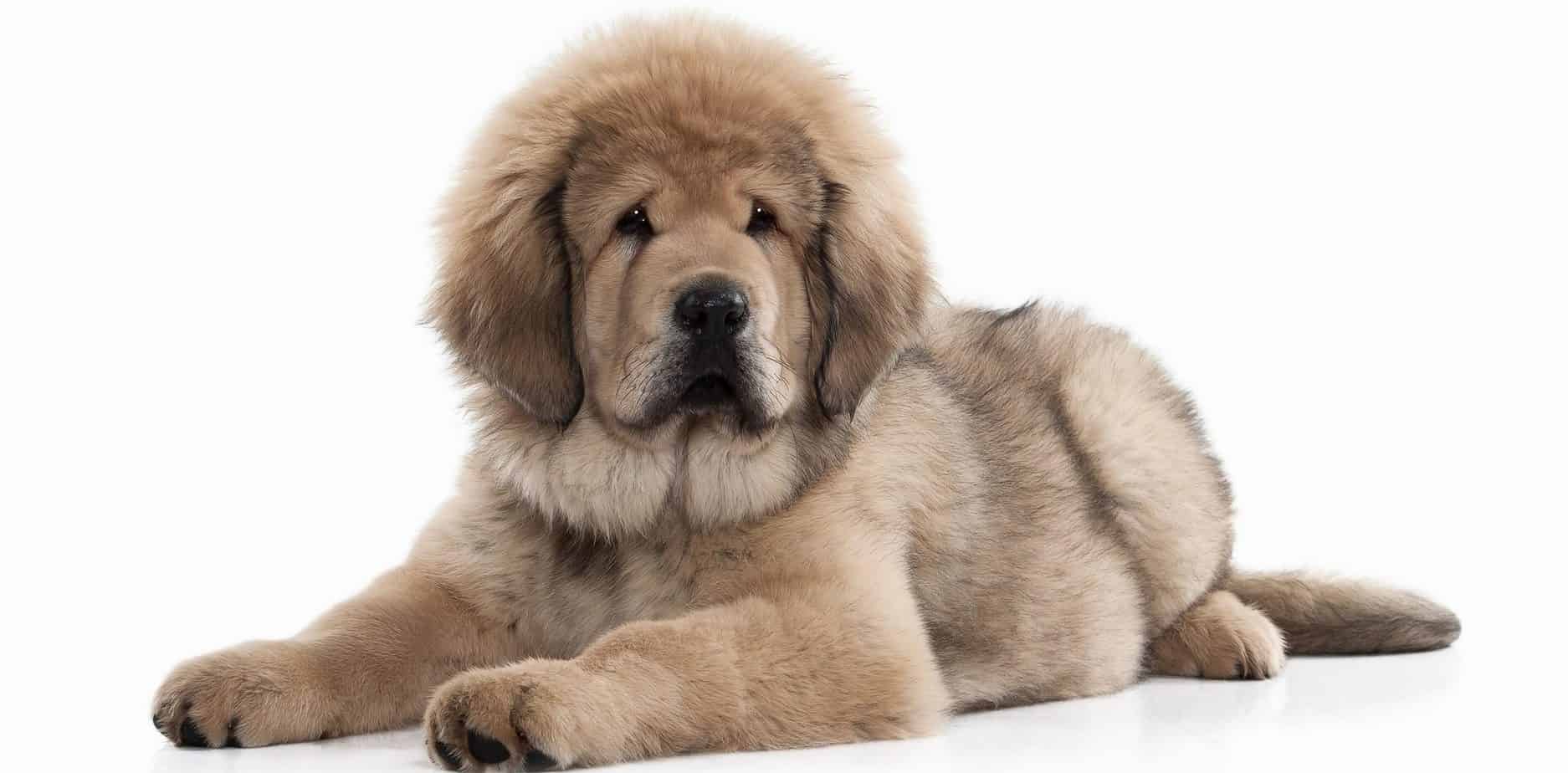 Tibetan Mastiff Puppy Weight Chart