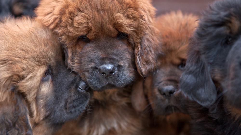 Tibetan Mastiff Weight Chart