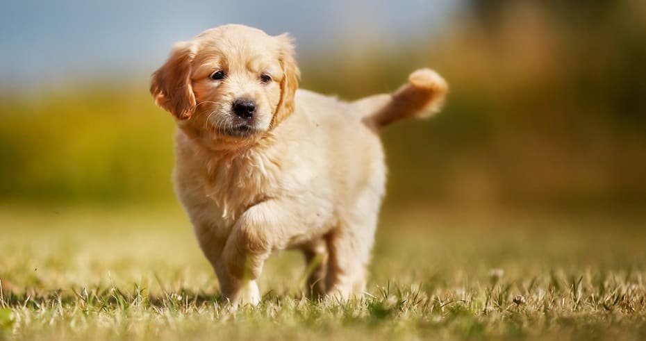 Two Main Types Of Puppy Limping