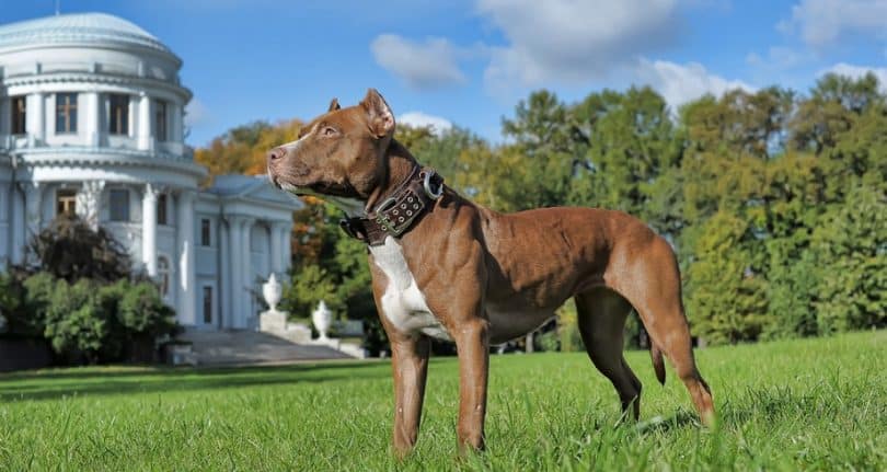 Pitbull Growth Chart & Weight | When Do Pitbulls Stop Growing