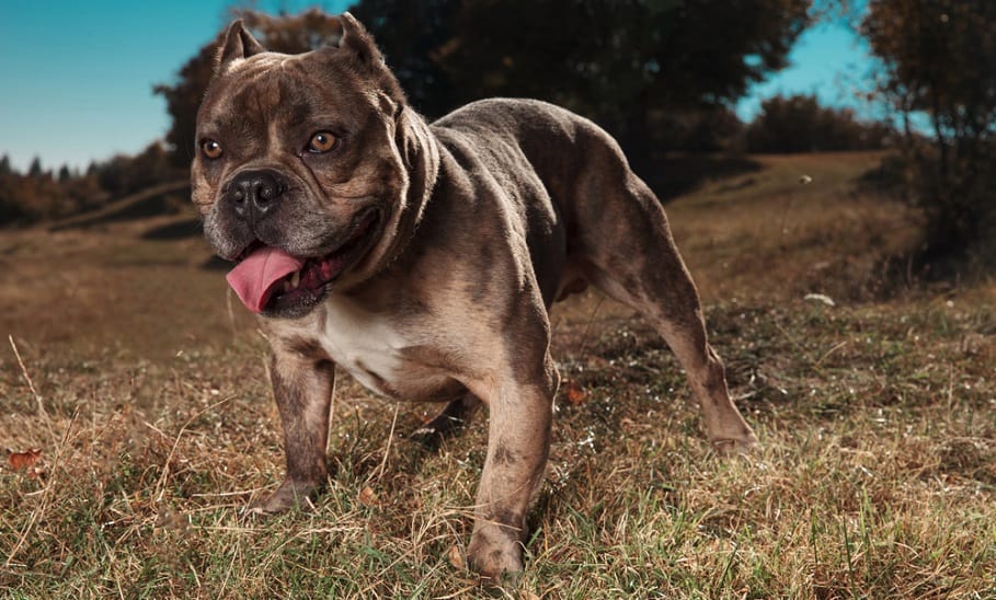 American Bully Development Stages