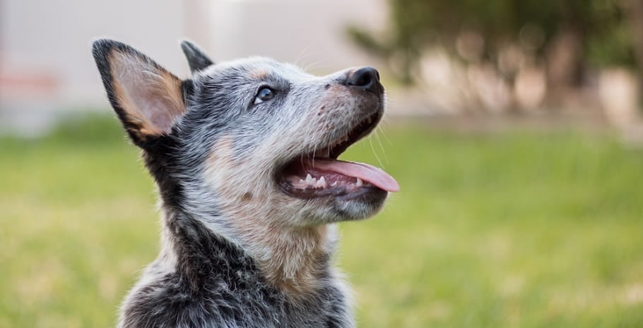 how long is a blue heeler pregnant