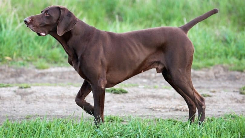 German Shorthaired Pointer Growth Chart | GSP Weight Chart