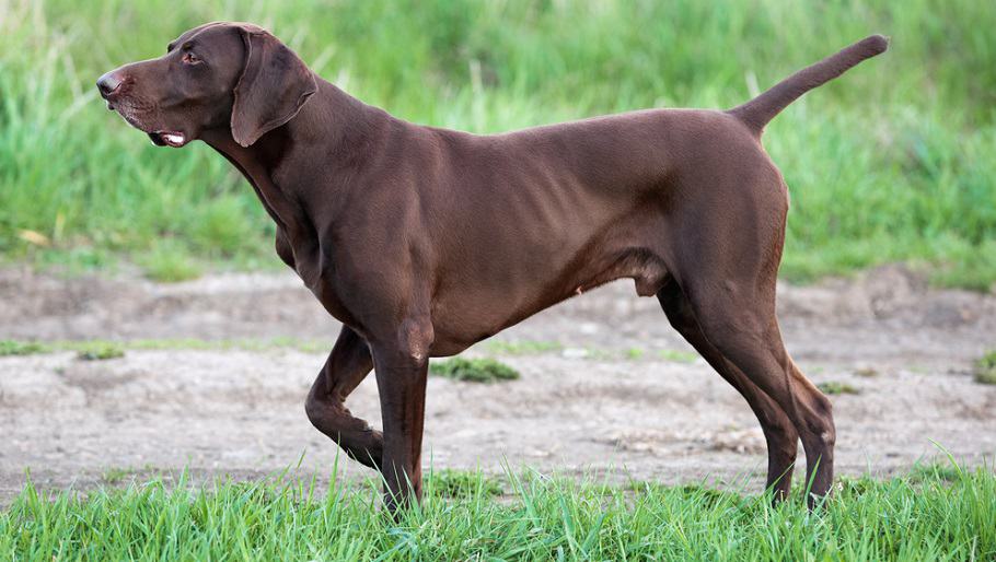 German Shorthaired Pointer Breed Size