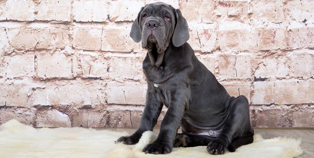 Neapolitan Mastiff Development 