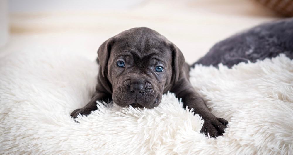 Neapolitan Mastiff Puppy Development 