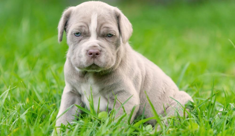 Neapolitan Mastiff Puppy Growth Chart 