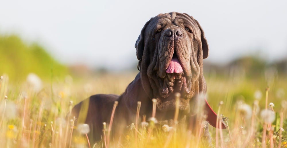 Neapolitan Mastiff Weight Chart 