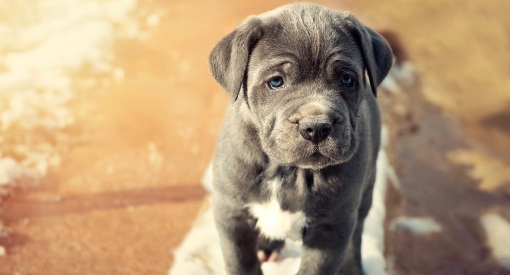 Neapolitan Mastiff Fully Grown