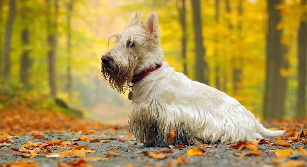 Scottish Terrier Development