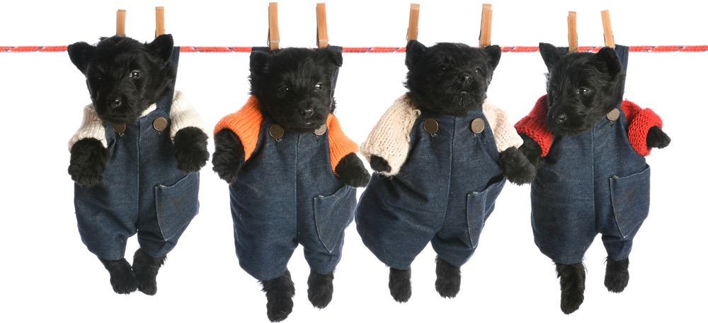 Scottish Terrier Growth Chart Inbox