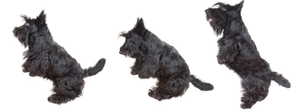 Scottish Terrier Nutrition