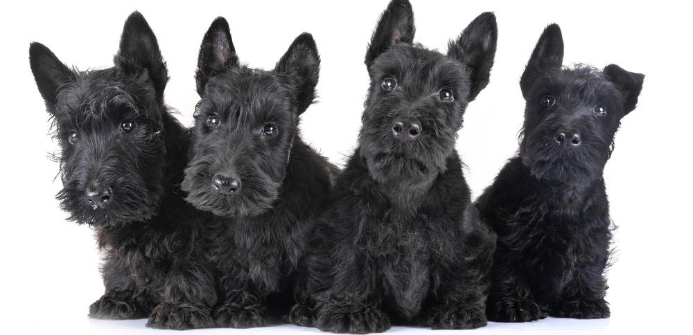 Scottish Terrier Puppy Weight Chart