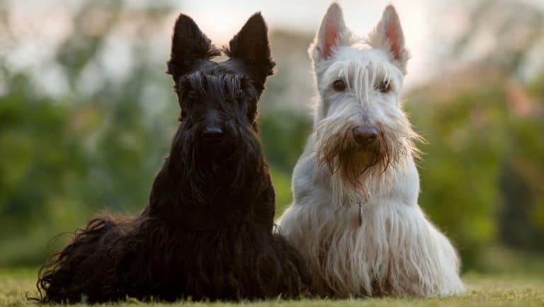 Scottish Terrier Weight Chart – Size & Growth Chart