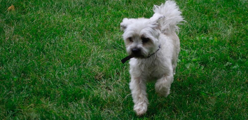 how big do shorkie dogs get