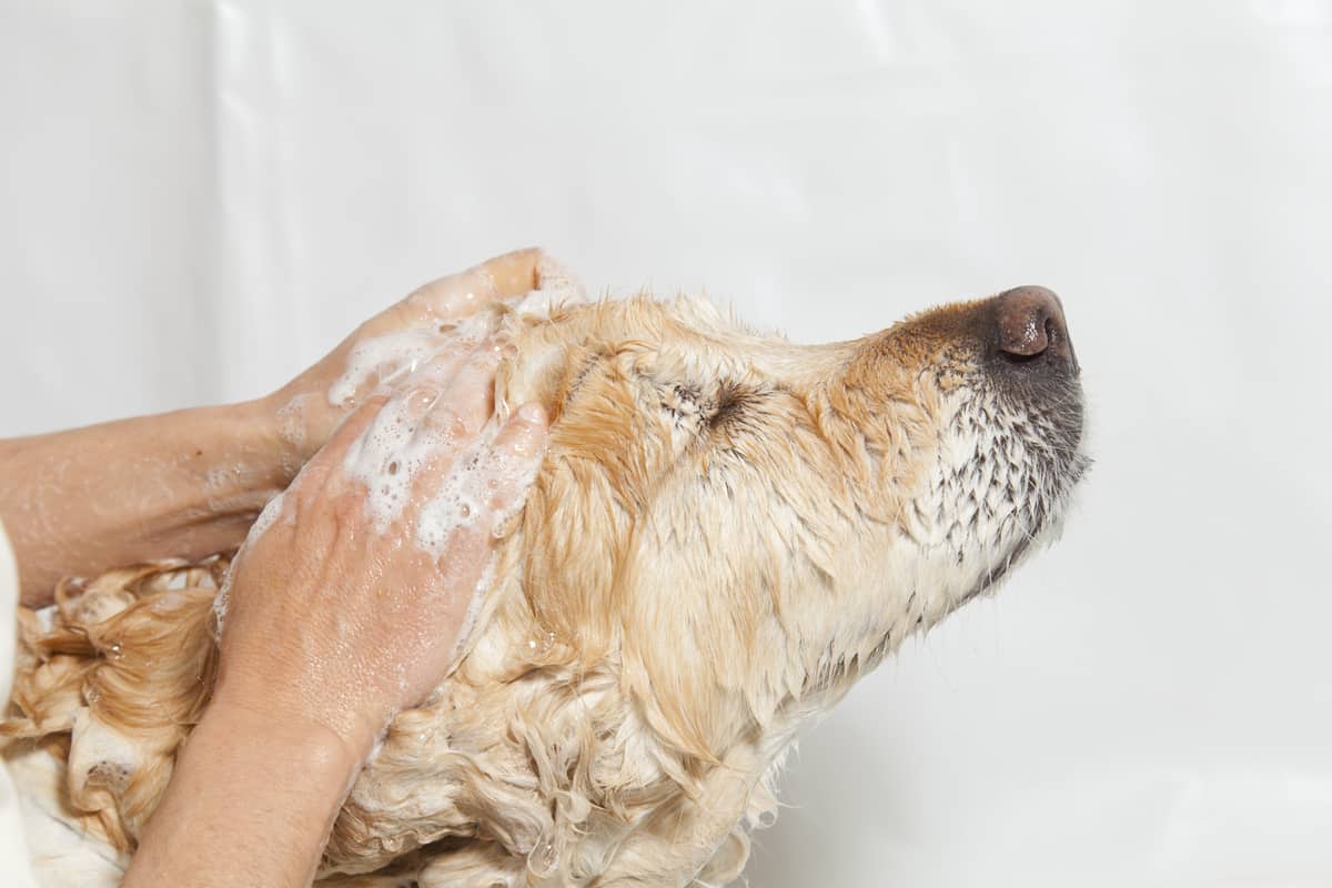 is dawn dish soap harmful to dogs