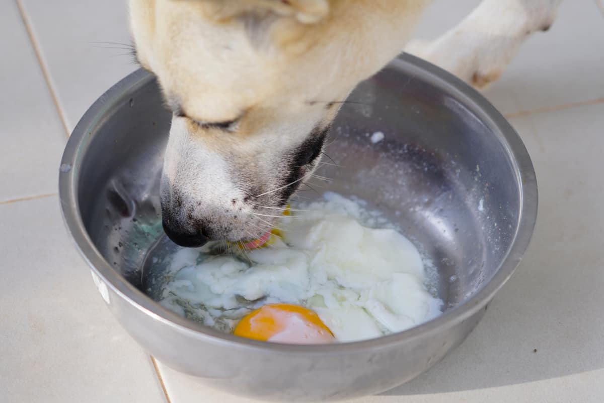 can huskies eat scrambled eggs