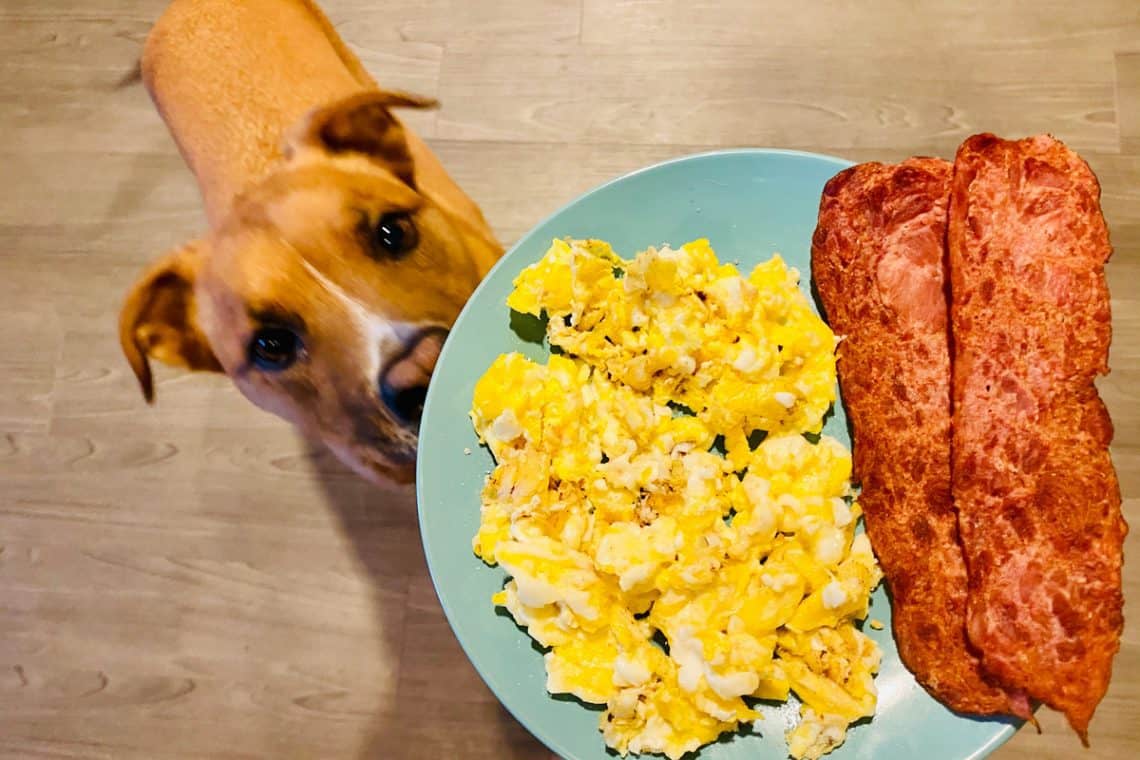 Can Dogs Have A Scrambled Egg Every Day