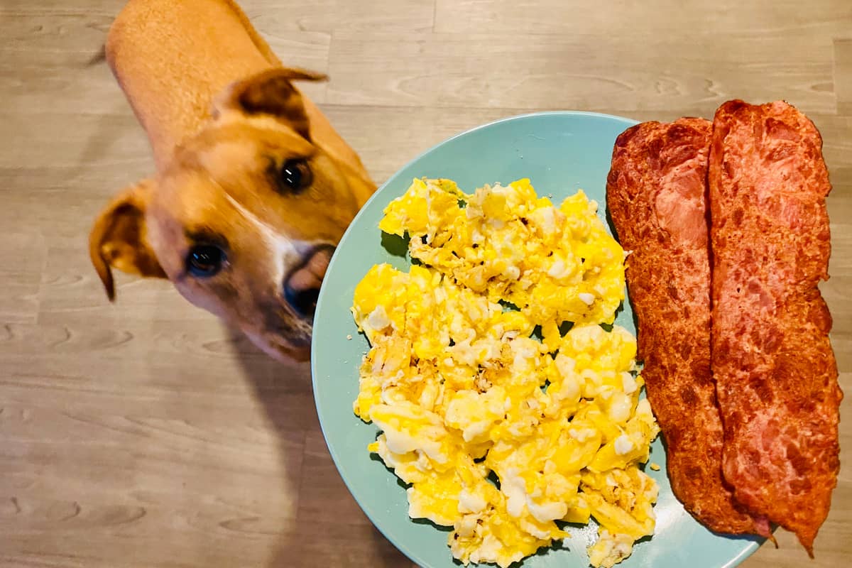 can puppies eat scrambled egg