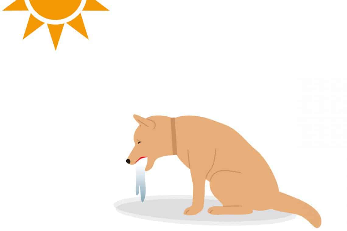 Dog Ear Positions Chart What Your Dog's Ear Position Means