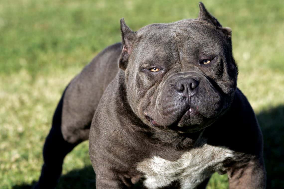Pitbull Muscle How To Make A Pitbull Muscular? Dog Food Smart