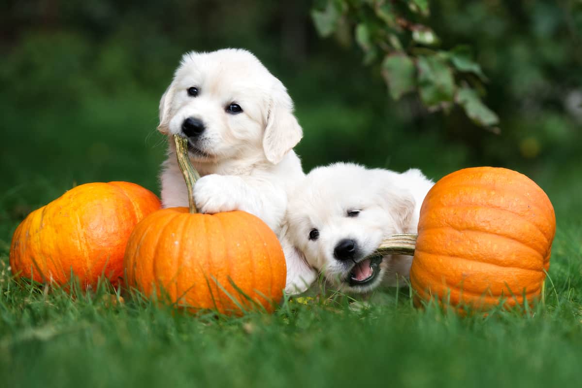 Pumpkin Can Solve Constipation And Diarrhea In Dogs