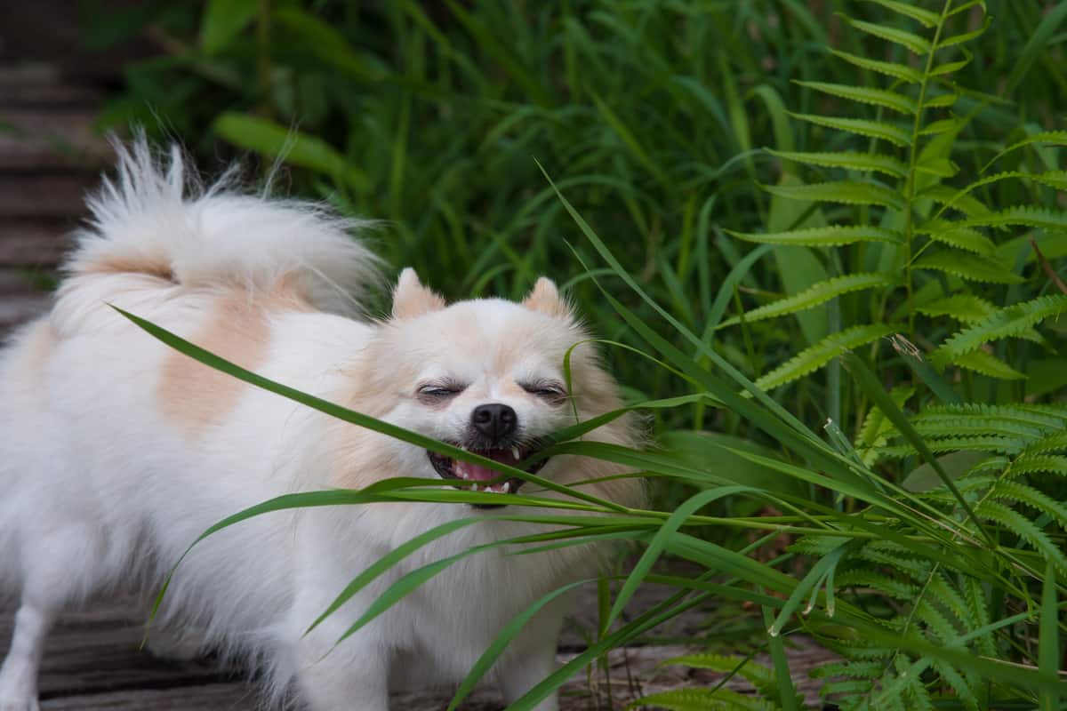 Reasons Why Your Dog is Suddenly Eating Grass