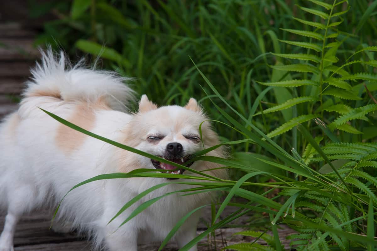 why do dogs eat grass or weeds