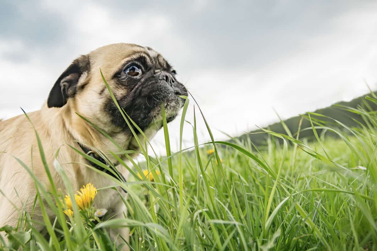 Should Dogs Eat Grass