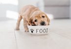 Top 5 Worst Dog Foods