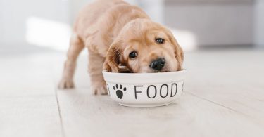 Top 5 Worst Dog Foods