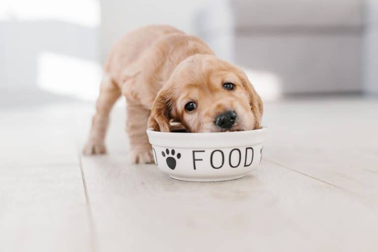18 Of The Worst Dog Food Brands You Need To Avoid (And 14 Of The Best Brands)