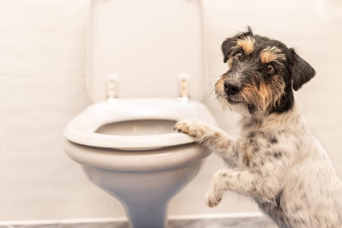 What Causes Diarrhea In Dogs