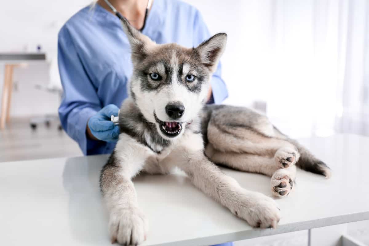 When Should You Visit The Vet