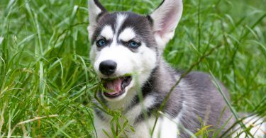 Why Is My Dog Suddenly Eating Grass Like Crazy