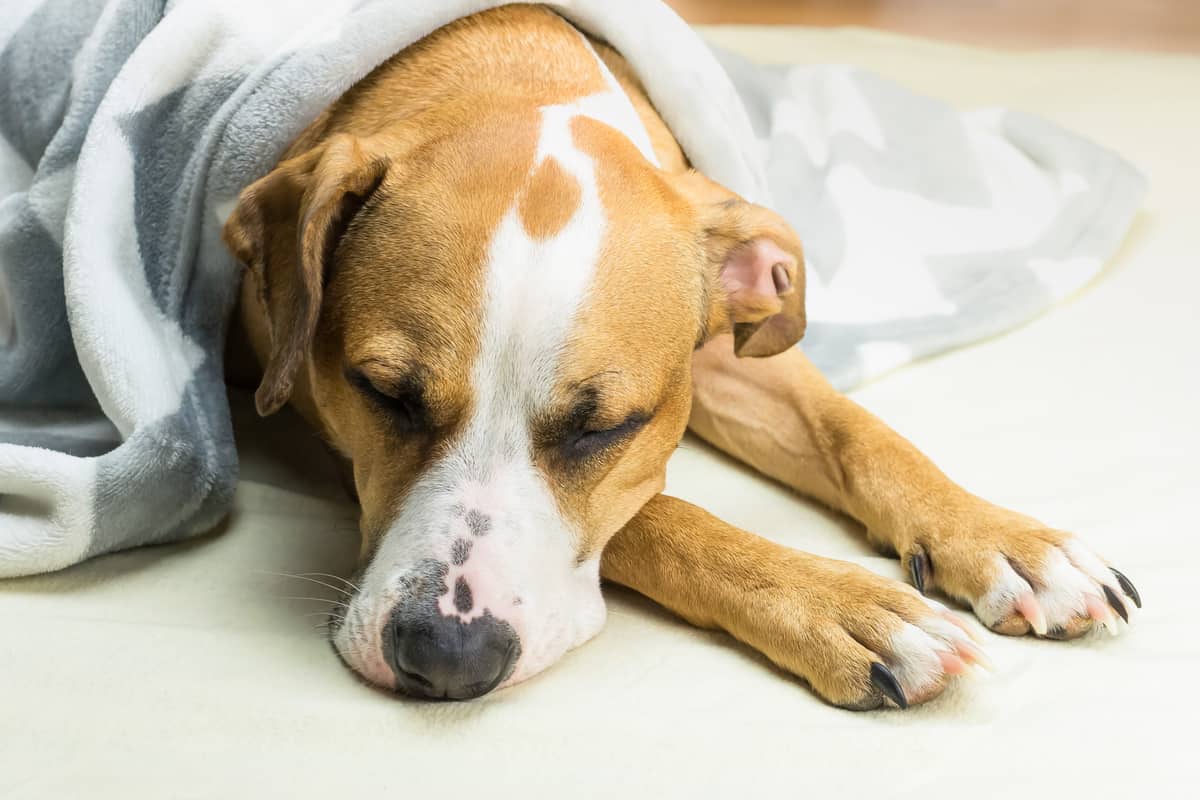 Dog Throwing Up Hours After Eating Reddit