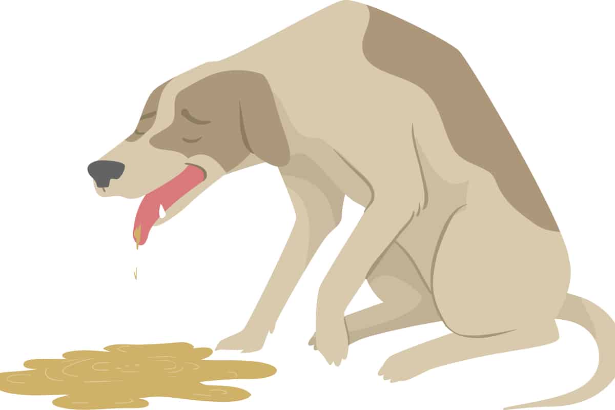 Why Is Your Dog Throwing Up Food At Night