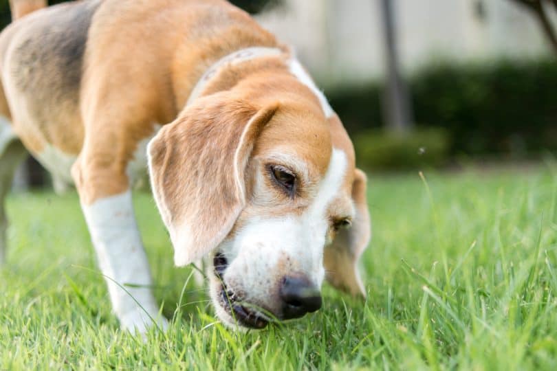 why-is-my-dog-suddenly-eating-grass-like-crazy