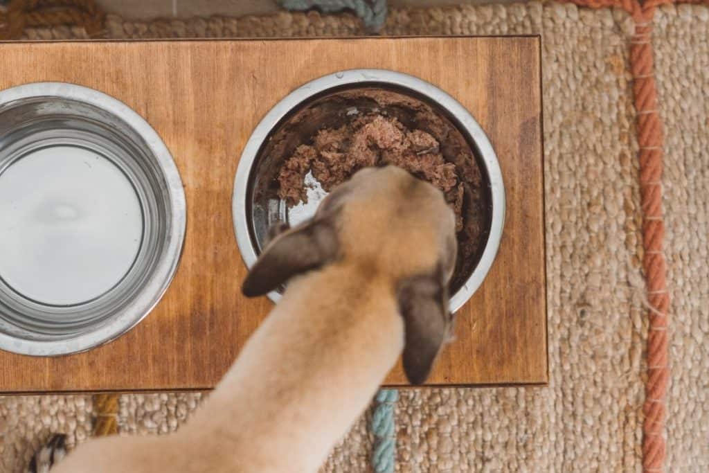 12 Best Dog Bowls That Attach To Crate Dog Food Smart