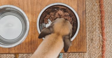 12 Best Dog Bowls That Attach To Crate