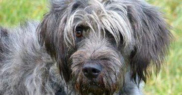 Bearded Collie/Poodle Mix: Facts First-Time Owners Should Know