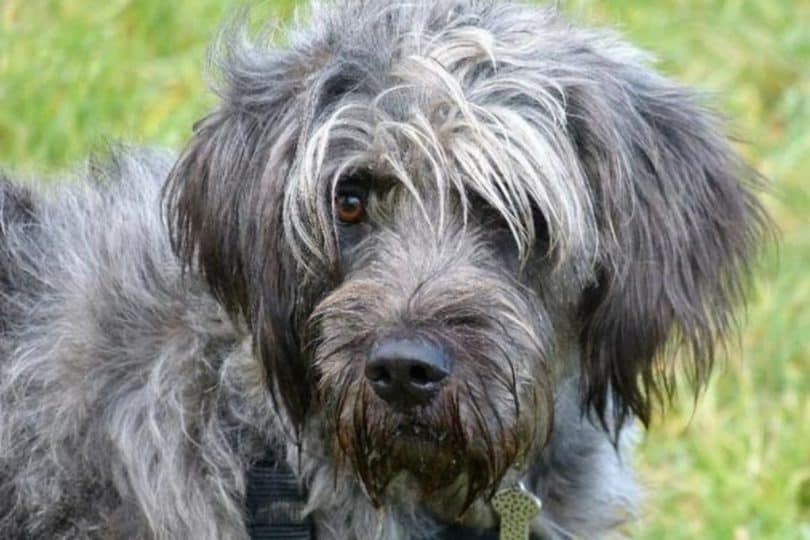 Bearded Collie/Poodle Mix: Facts First-Time Owners Should Know