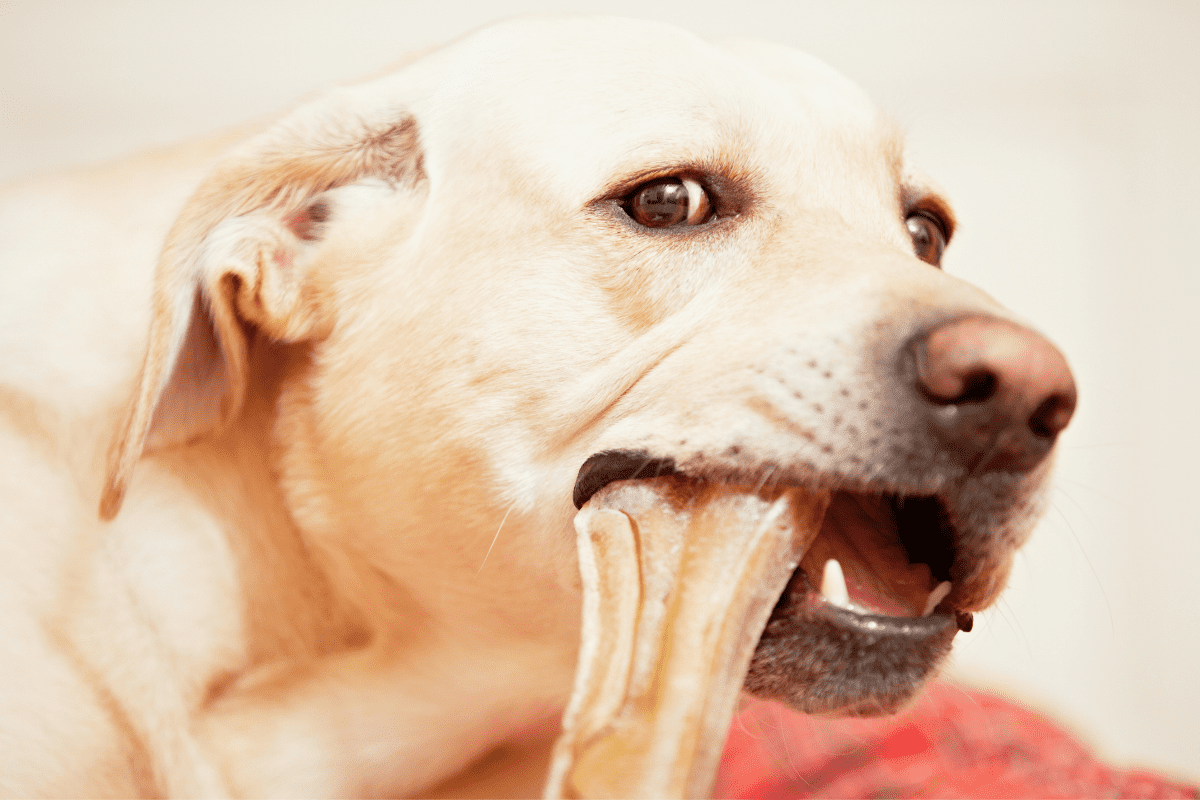 can a dog eat too many milk bones