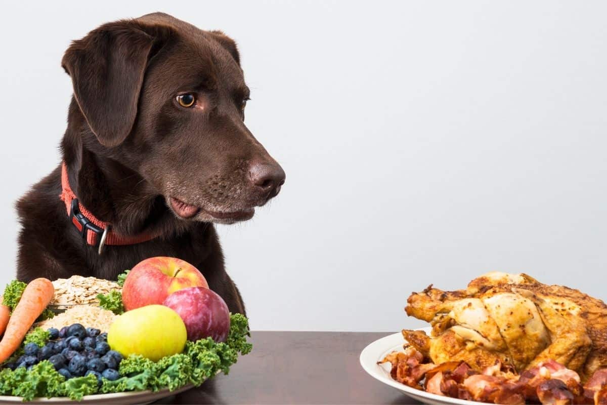 How Can I Prevent My Dog From Eating My Food?
