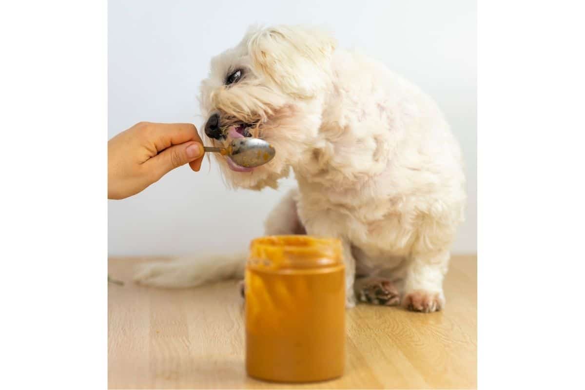 How Much Peanut Butter Should I Give My Dog