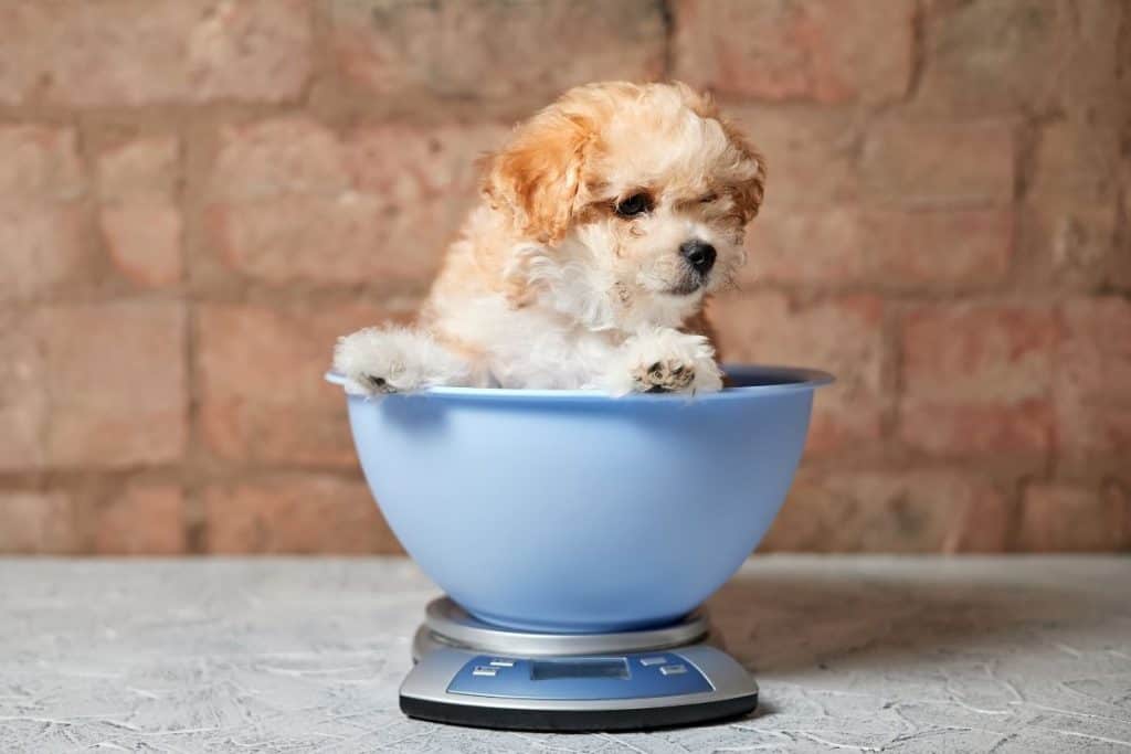 how-much-weight-should-a-puppy-gain-per-week-dog-food-smart